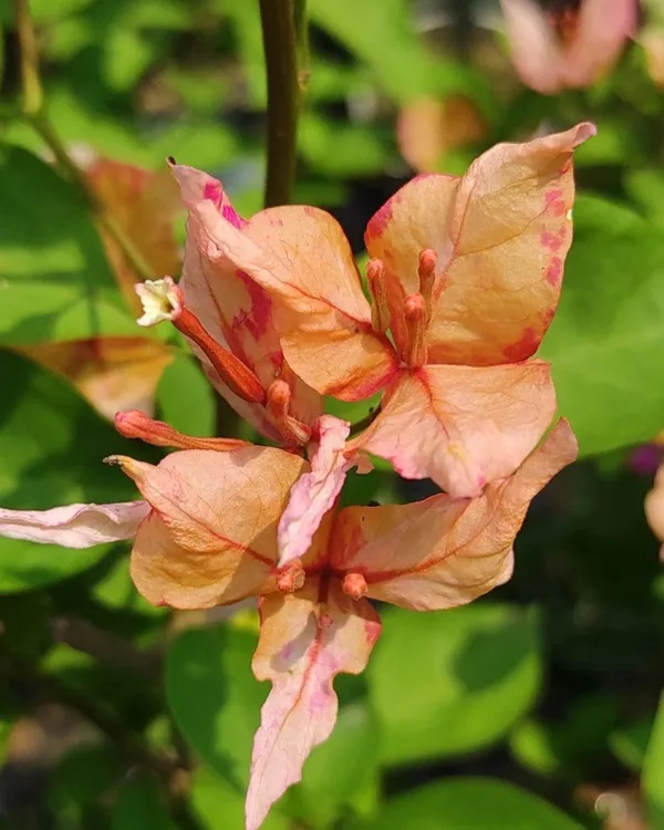 Arjuna_Bougainvillea_Plant_|_Grafted_High_Bloom_Indian_Variety_|_Vibrant_Colorful_Flowers_|_Perfect_for_Terrace_&_Outdoor_Gardens_|_Healthy_Live_Plant_Guaranteed