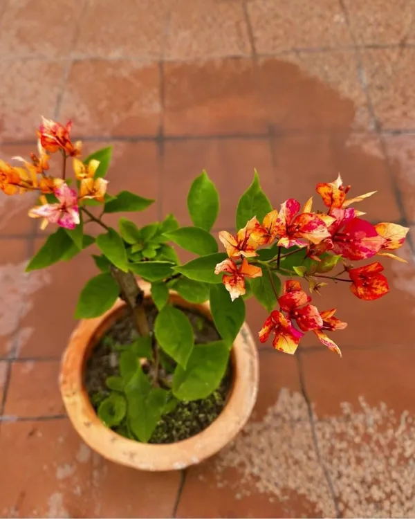 Arjuna_Bougainvillea_Plant_|_Grafted_High_Bloom_Indian_Variety_|_Vibrant_Colorful_Flowers_|_Perfect_for_Terrace_&_Outdoor_Gardens_|_Healthy_Live_Plant_Guaranteed