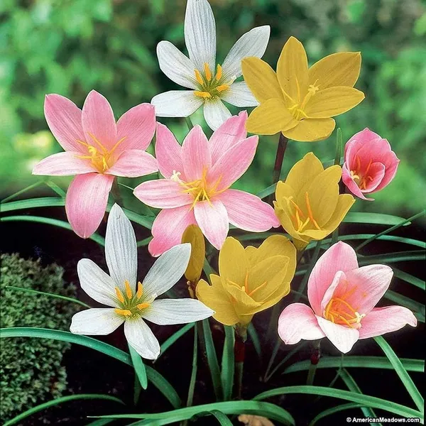 Rain_Lily_(Hybrid)_Plant_|_Grafted_Colorful_Flowering_Variety_|_Fast_Growing_|_Perfect_for_Pots_&_Home_Gardens_|_Healthy_Live_Plant_Guaranteed.