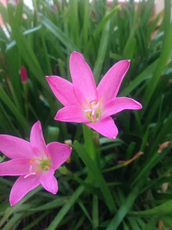 Rain_Lily_(Hybrid)_Plant_|_Grafted_Colorful_Flowering_Variety_|_Fast_Growing_|_Perfect_for_Pots_&_Home_Gardens_|_Healthy_Live_Plant_Guaranteed.