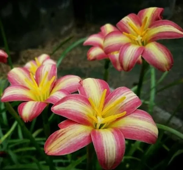 Rain_Lily_(Hybrid)_Plant_|_Grafted_Colorful_Flowering_Variety_|_Fast_Growing_|_Perfect_for_Pots_&_Home_Gardens_|_Healthy_Live_Plant_Guaranteed.