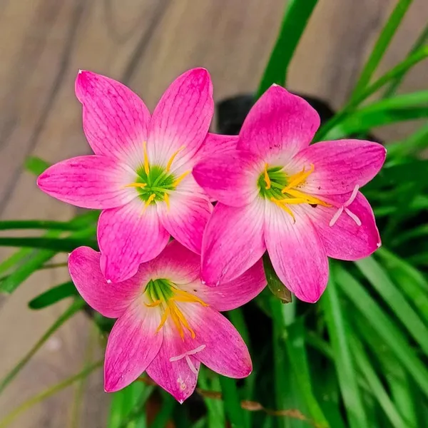 Rain_Lily_(Hybrid)_Plant_|_Grafted_Colorful_Flowering_Variety_|_Fast_Growing_|_Perfect_for_Pots_&_Home_Gardens_|_Healthy_Live_Plant_Guaranteed.
