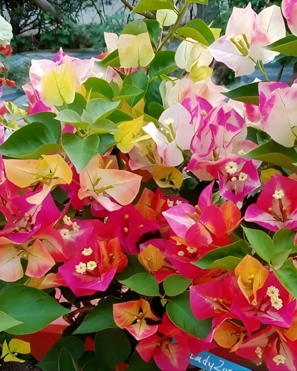 Lady_Zyra_Bougainvillea_Plant_|_Grafted_Exotic_Double_Bloom_Variety_|_Vibrant_Pink-Red_Flowers_|_Heavy_Flowering_|_Healthy_Live_Plant_Guaranteed.