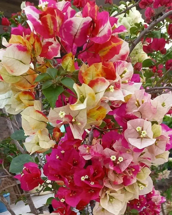Lady_Zyra_Bougainvillea_Plant_|_Grafted_Exotic_Double_Bloom_Variety_|_Vibrant_Pink-Red_Flowers_|_Heavy_Flowering_|_Healthy_Live_Plant_Guaranteed.