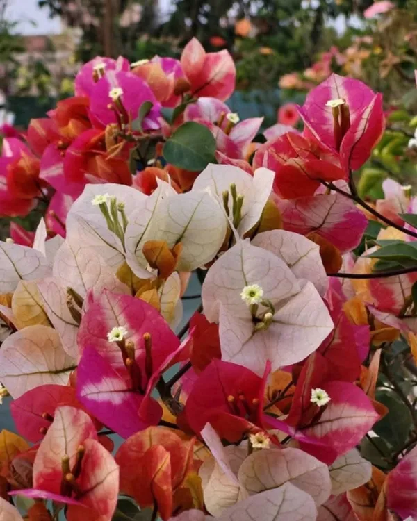 Lady_Zyra_Bougainvillea_Plant_|_Grafted_Exotic_Double_Bloom_Variety_|_Vibrant_Pink-Red_Flowers_|_Heavy_Flowering_|_Healthy_Live_Plant_Guaranteed.