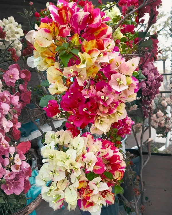 Lady_Zyra_Bougainvillea_Plant_|_Grafted_Exotic_Double_Bloom_Variety_|_Vibrant_Pink-Red_Flowers_|_Heavy_Flowering_|_Healthy_Live_Plant_Guaranteed.