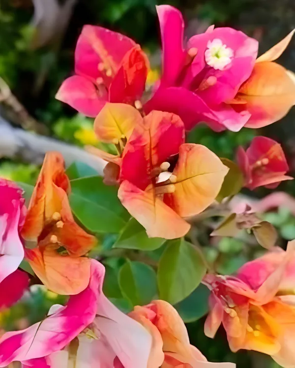 Lady_Zyra_Bougainvillea_Plant_|_Grafted_Exotic_Double_Bloom_Variety_|_Vibrant_Pink-Red_Flowers_|_Heavy_Flowering_|_Healthy_Live_Plant_Guaranteed.