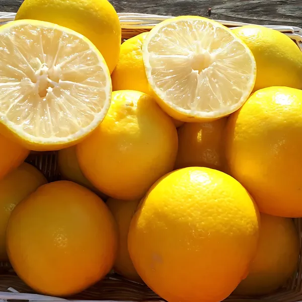 Sweet_Lemon_(Mosambi)_Plant_|_Grafted_High_Yield_Variety_|_Juicy_Sweet_Fruits_|_Early_Fruiting_|_Healthy_Live_Plant_Guaranteed.