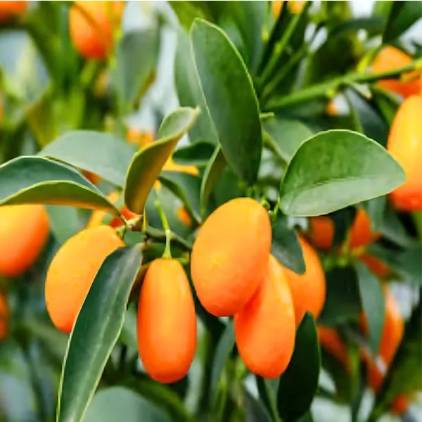Sweet_Lemon_(Mosambi)_Plant_|_Grafted_High_Yield_Variety_|_Juicy_Sweet_Fruits_|_Early_Fruiting_|_Healthy_Live_Plant_Guaranteed.
