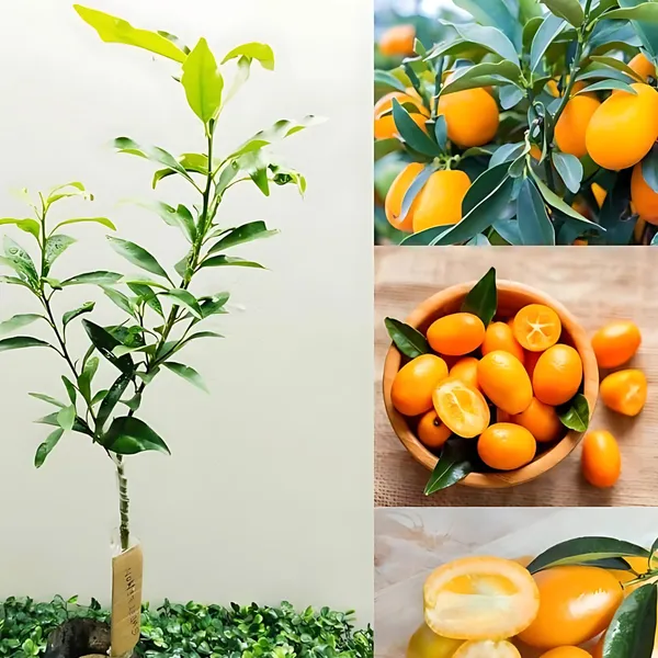 Sweet_Lemon_(Mosambi)_Plant_|_Grafted_High_Yield_Variety_|_Juicy_Sweet_Fruits_|_Early_Fruiting_|_Healthy_Live_Plant_Guaranteed.