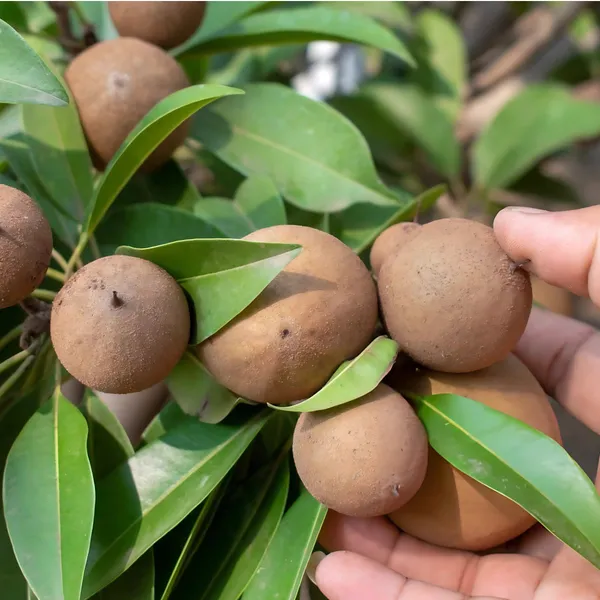Kalapatti_Chiku_Plant_|_Grafted_Sweet_Variety_|_High_Yield_|_Early_Fruiting_|_Healthy_Live_Plant_Guaranteed