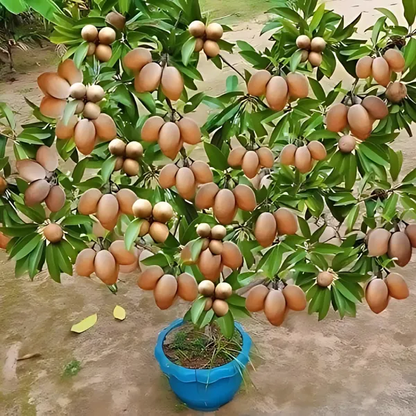 Kalapatti_Chiku_Plant_|_Grafted_Sweet_Variety_|_High_Yield_|_Early_Fruiting_|_Healthy_Live_Plant_Guaranteed