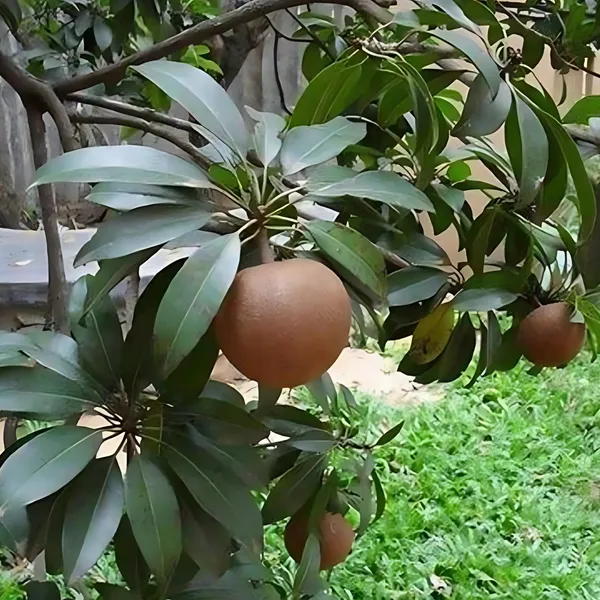 Kalapatti_Chiku_Plant_|_Grafted_Sweet_Variety_|_High_Yield_|_Early_Fruiting_|_Healthy_Live_Plant_Guaranteed