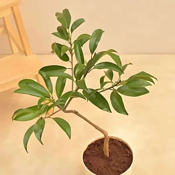 Kalapatti_Chiku_Plant_|_Grafted_Sweet_Variety_|_High_Yield_|_Early_Fruiting_|_Healthy_Live_Plant_Guaranteed