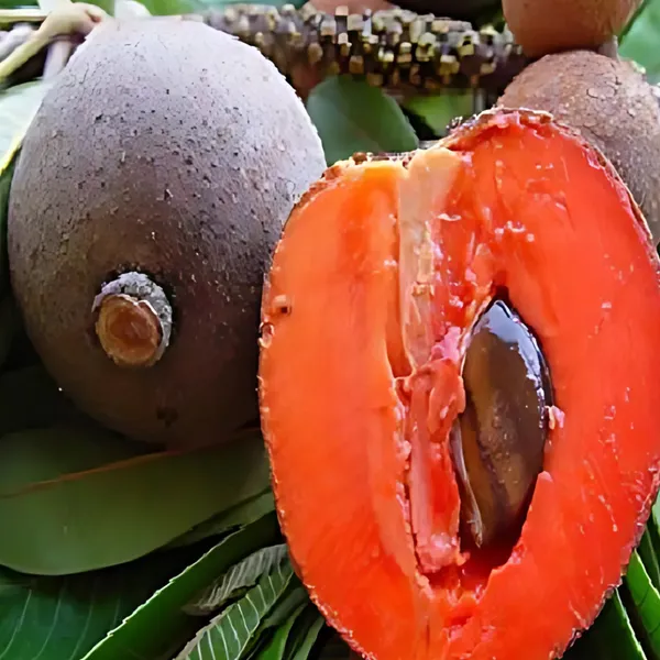 Thai_Red_Chiku_Plant_|_Grafted_Sweet_Variety_|_High_Yield_|_Early_Fruiting_|_Healthy_Live_Plant_Guaranteed