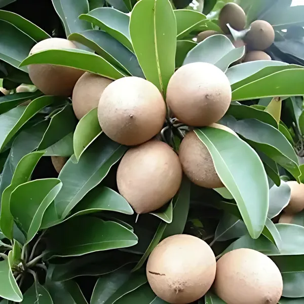 Thai_Red_Chiku_Plant_|_Grafted_Sweet_Variety_|_High_Yield_|_Early_Fruiting_|_Healthy_Live_Plant_Guaranteed