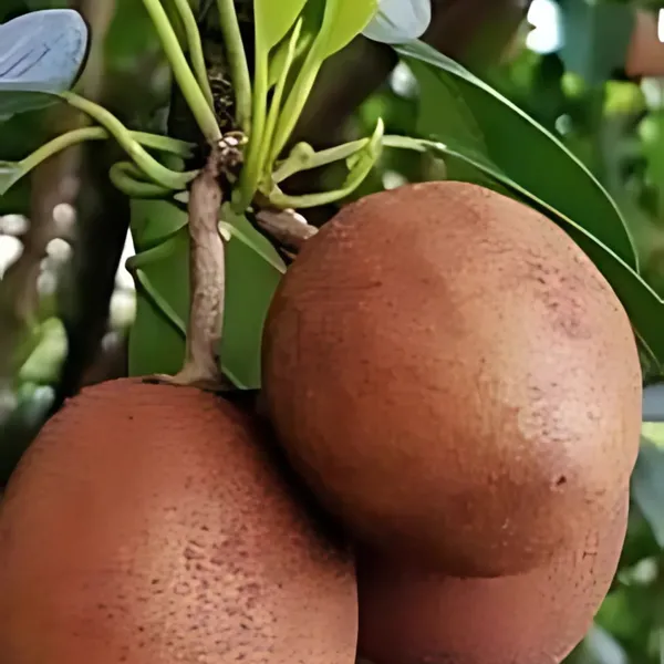 Thai_Red_Chiku_Plant_|_Grafted_Sweet_Variety_|_High_Yield_|_Early_Fruiting_|_Healthy_Live_Plant_Guaranteed