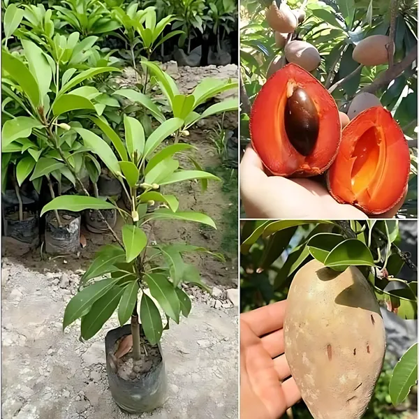 Thai_Red_Chiku_Plant_|_Grafted_Sweet_Variety_|_High_Yield_|_Early_Fruiting_|_Healthy_Live_Plant_Guaranteed