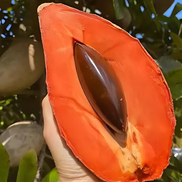 Thai_Red_Chiku_Plant_|_Grafted_Sweet_Variety_|_High_Yield_|_Early_Fruiting_|_Healthy_Live_Plant_Guaranteed