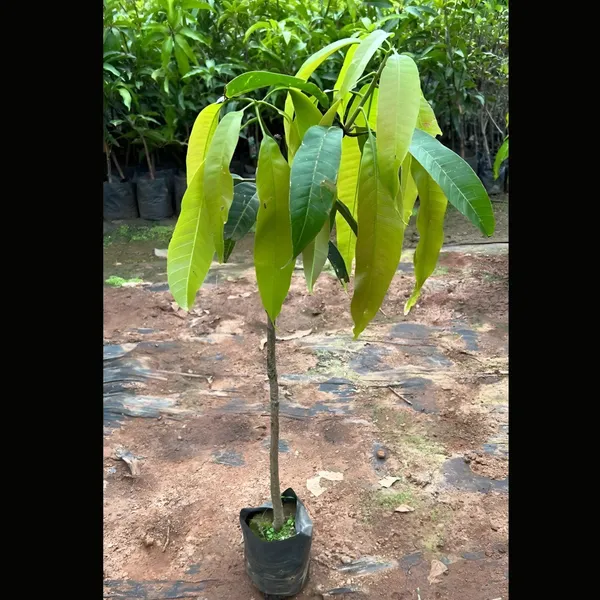Alphonso_Mango_Plant_|_Grafted_Sweet_Variety_|_Rich_Aroma_&_Flavor_|_High_Yield_|_Healthy_Live_Plant_Guaranteed