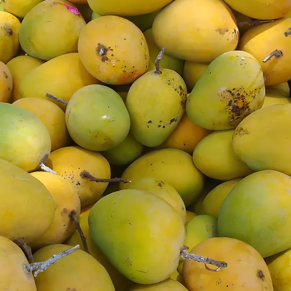 Alphonso_Mango_Plant_|_Grafted_Sweet_Variety_|_Rich_Aroma_&_Flavor_|_High_Yield_|_Healthy_Live_Plant_Guaranteed