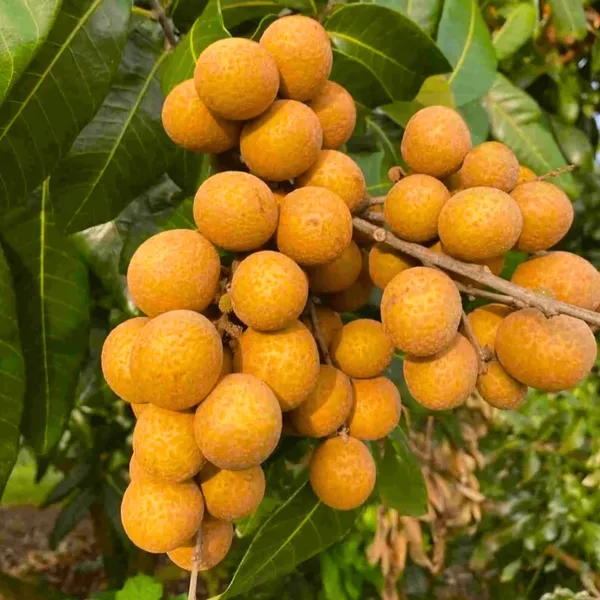 Ruby_Longan_Plant_|_Grafted_4_Times