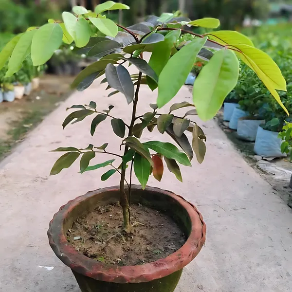 Ruby_Longan_Plant_|_Grafted_4_Times