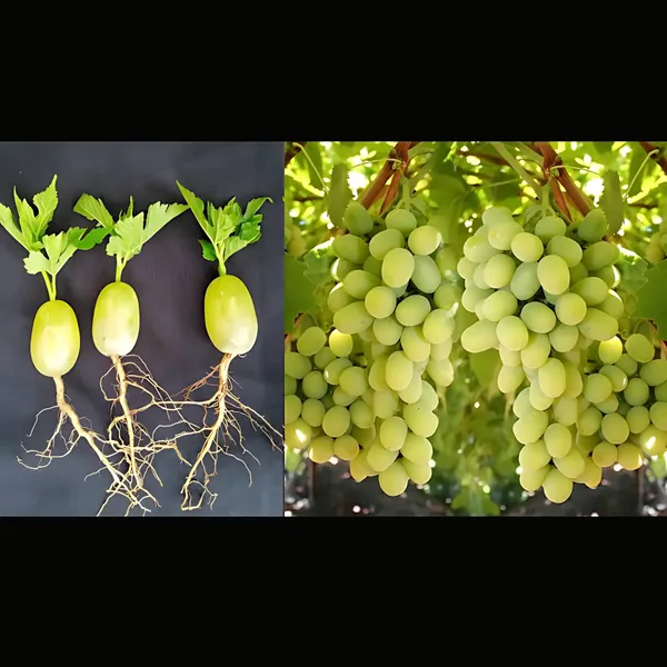 Green_Grapes_Plant_|_Air_Layered_High_Yield_Variety_|_Sweet_Juicy_Clusters_|_Fast_Growing_|_Healthy_Live_Plant_Guaranteed