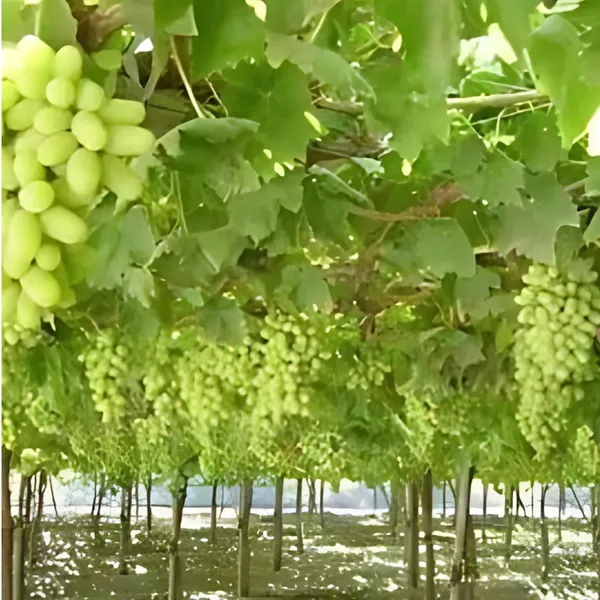 Green_Grapes_Plant_|_Air_Layered_High_Yield_Variety_|_Sweet_Juicy_Clusters_|_Fast_Growing_|_Healthy_Live_Plant_Guaranteed