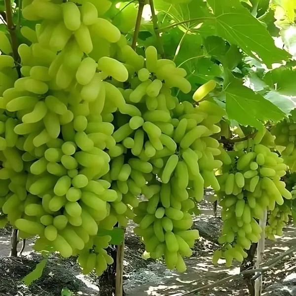 Green_Grapes_Plant_|_Air_Layered_High_Yield_Variety_|_Sweet_Juicy_Clusters_|_Fast_Growing_|_Healthy_Live_Plant_Guaranteed