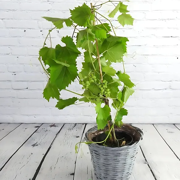 Green_Grapes_Plant_|_Air_Layered_High_Yield_Variety_|_Sweet_Juicy_Clusters_|_Fast_Growing_|_Healthy_Live_Plant_Guaranteed