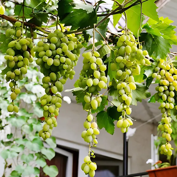 Green_Grapes_Plant_|_Air_Layered_High_Yield_Variety_|_Sweet_Juicy_Clusters_|_Fast_Growing_|_Healthy_Live_Plant_Guaranteed