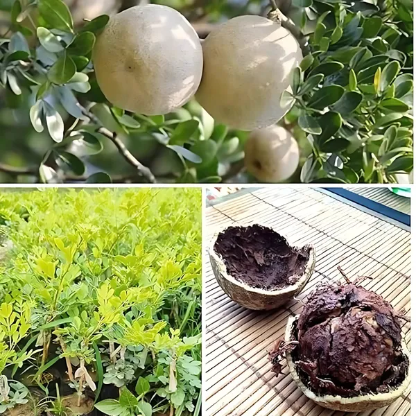 Thai_Wood_Apple_Plant_|_Grafted_Exotic_High_Yield_Variety_|_Sweet_Aromatic_Fruits_|_Early_Fruiting_|_Healthy_Live_Plant_Guaranteed