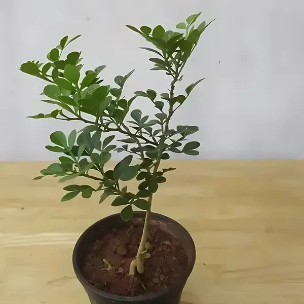 Thai_Wood_Apple_Plant_|_Grafted_Exotic_High_Yield_Variety_|_Sweet_Aromatic_Fruits_|_Early_Fruiting_|_Healthy_Live_Plant_Guaranteed