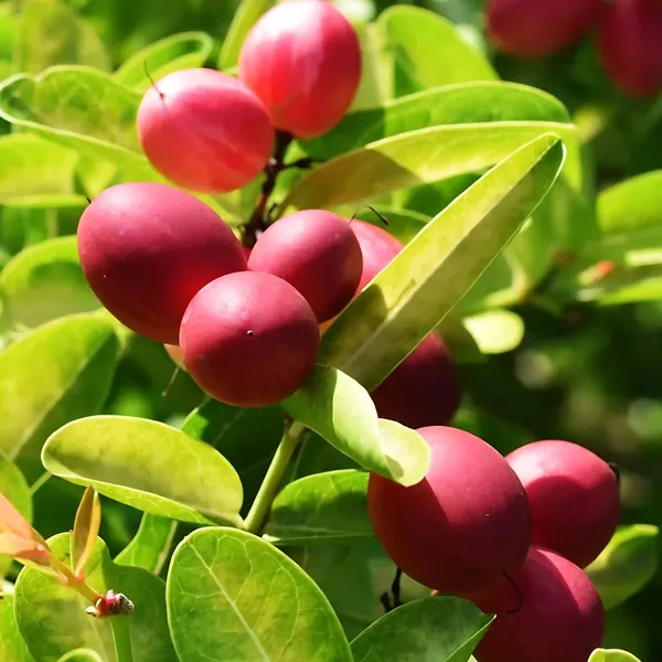 Miracle_Red_Karonda_Plant_|_Grafted_Rare_Exotic_Variety_|_Sweet_Unique_Fruits_|_High_Yield_|_Healthy_Live_Plant_Guaranteed