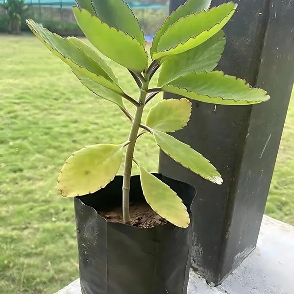 Miracle_Red_Karonda_Plant_|_Grafted_Rare_Exotic_Variety_|_Sweet_Unique_Fruits_|_High_Yield_|_Healthy_Live_Plant_Guaranteed