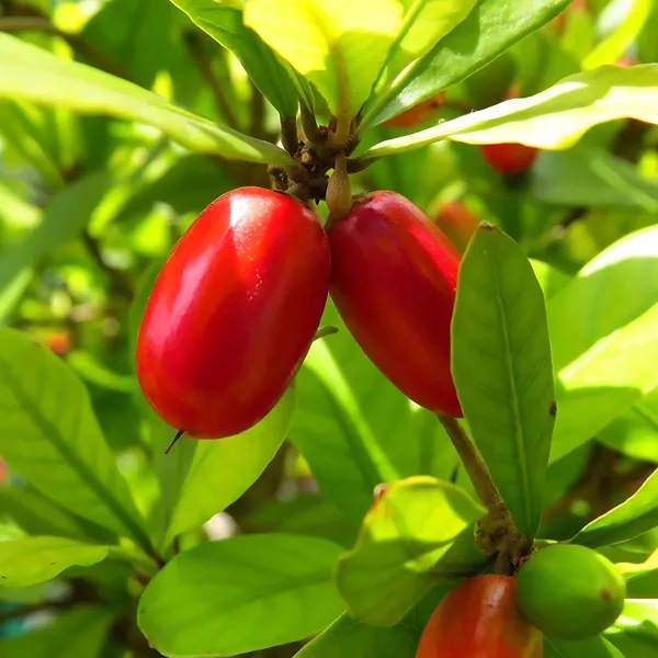 Miracle_Red_Karonda_Plant_|_Grafted_Rare_Exotic_Variety_|_Sweet_Unique_Fruits_|_High_Yield_|_Healthy_Live_Plant_Guaranteed