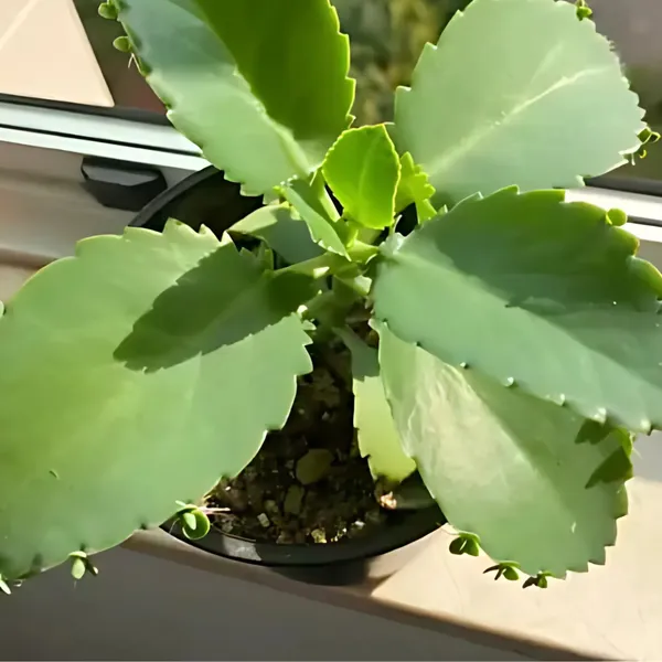 Miracle_Red_Karonda_Plant_|_Grafted_Rare_Exotic_Variety_|_Sweet_Unique_Fruits_|_High_Yield_|_Healthy_Live_Plant_Guaranteed