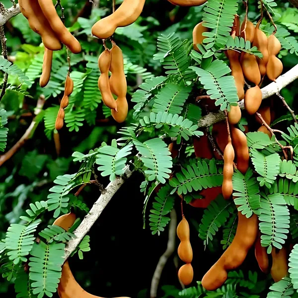 Thai_Sweet_Tamarind_Plant_|_Grafted_Exotic_High_Yield_Variety_|_Soft_Sweet_Pods_|_Early_Fruiting_|_Healthy_Live_Plant_Guaranteed