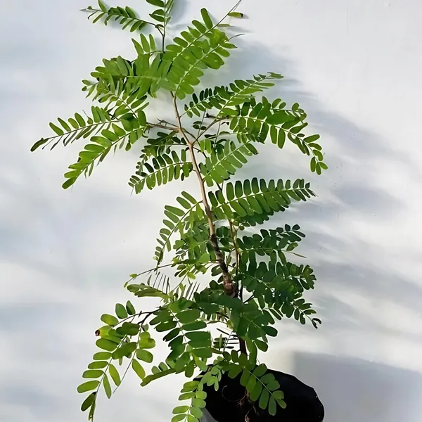 Thai_Sweet_Tamarind_Plant_|_Grafted_Exotic_High_Yield_Variety_|_Soft_Sweet_Pods_|_Early_Fruiting_|_Healthy_Live_Plant_Guaranteed