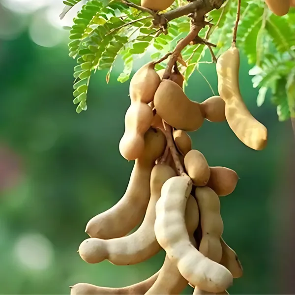 Thai_Sweet_Tamarind_Plant_|_Grafted_Exotic_High_Yield_Variety_|_Soft_Sweet_Pods_|_Early_Fruiting_|_Healthy_Live_Plant_Guaranteed