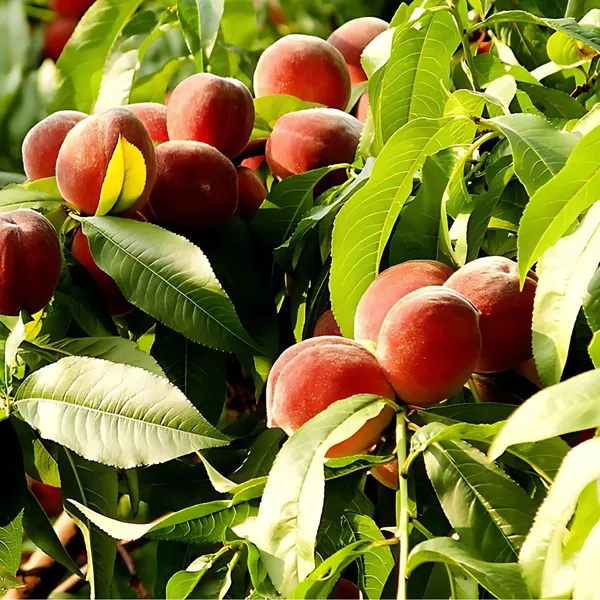 Peach_Fruit_Plant_|_Air_Layered_High_Yield_Sweet_Variety_|_Early_Fruiting_|_Suitable_for_Indian_Climate_|_Healthy_Live_Plant_Guaranteed