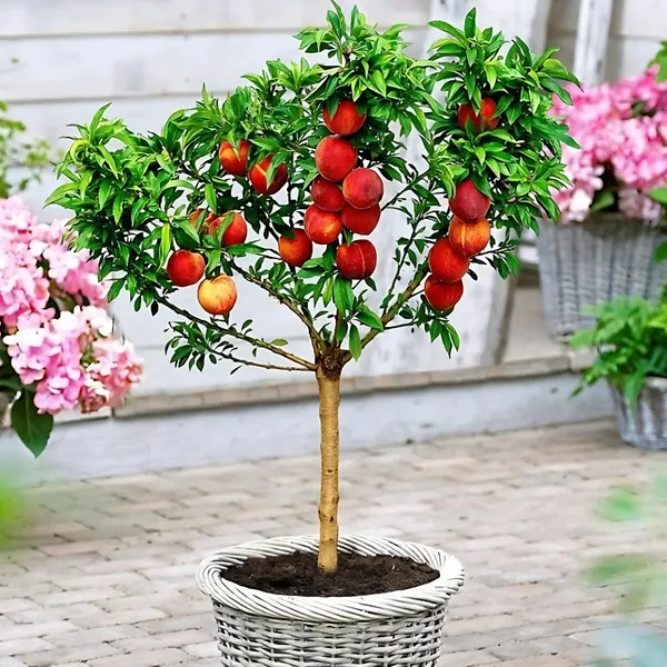 Peach_Fruit_Plant_|_Air_Layered_High_Yield_Sweet_Variety_|_Early_Fruiting_|_Suitable_for_Indian_Climate_|_Healthy_Live_Plant_Guaranteed
