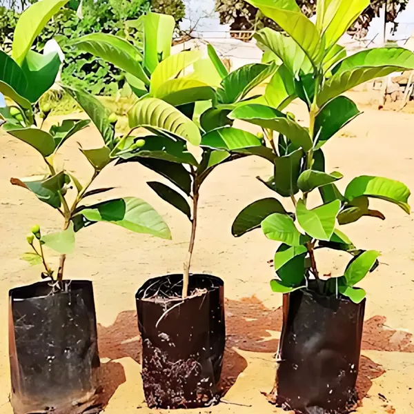 Peach_Fruit_Plant_|_Air_Layered_High_Yield_Sweet_Variety_|_Early_Fruiting_|_Suitable_for_Indian_Climate_|_Healthy_Live_Plant_Guaranteed