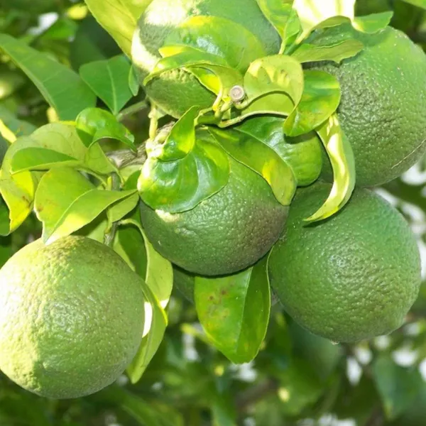 Sikkim_Mosambi_(Sweet_Lemon)_Plant_|_Grafted_High_Yield_Juicy_Variety_|_Sweet_Aromatic_Fruits_|_Early_Fruiting_|_Healthy_Live_Plant_Guaranteed