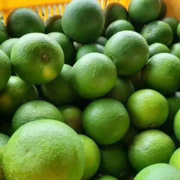 Sikkim_Mosambi_(Sweet_Lemon)_Plant_|_Grafted_High_Yield_Juicy_Variety_|_Sweet_Aromatic_Fruits_|_Early_Fruiting_|_Healthy_Live_Plant_Guaranteed
