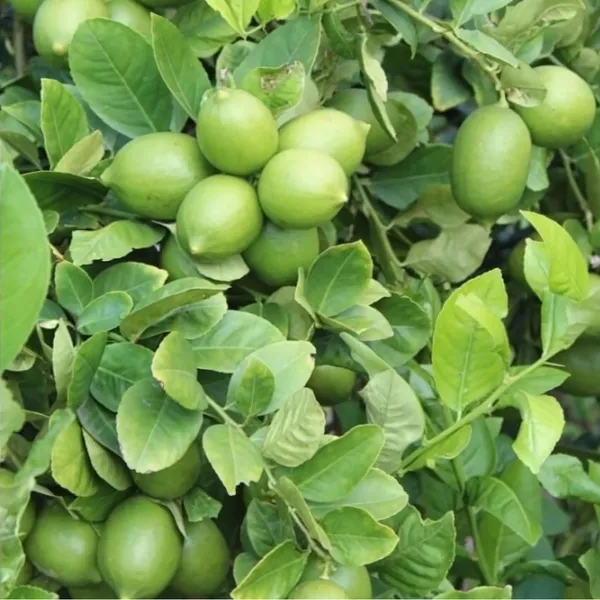 Kolkata_Patti_Nimboo_Plant_|_Air_Layered_High_Yield_Lemon_Variety_|_Juicy_Aromatic_Fruits_|_Year-Round_Fruiting_|_Healthy_Live_Plant_Guaranteed