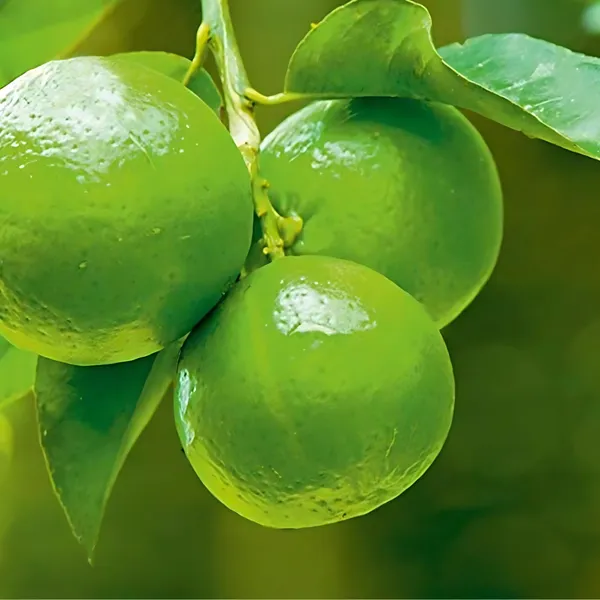 Kolkata_Patti_Nimboo_Plant_|_Air_Layered_High_Yield_Lemon_Variety_|_Juicy_Aromatic_Fruits_|_Year-Round_Fruiting_|_Healthy_Live_Plant_Guaranteed