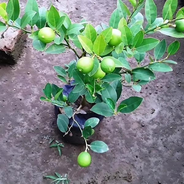 Kolkata_Patti_Nimboo_Plant_|_Air_Layered_High_Yield_Lemon_Variety_|_Juicy_Aromatic_Fruits_|_Year-Round_Fruiting_|_Healthy_Live_Plant_Guaranteed
