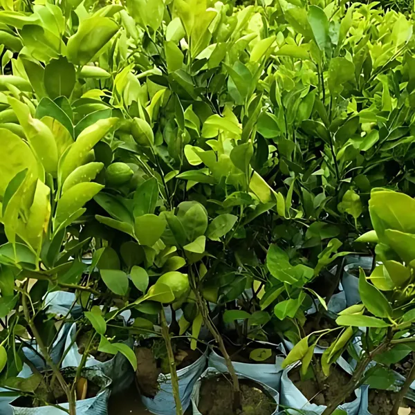 Kolkata_Patti_Nimboo_Plant_|_Air_Layered_High_Yield_Lemon_Variety_|_Juicy_Aromatic_Fruits_|_Year-Round_Fruiting_|_Healthy_Live_Plant_Guaranteed